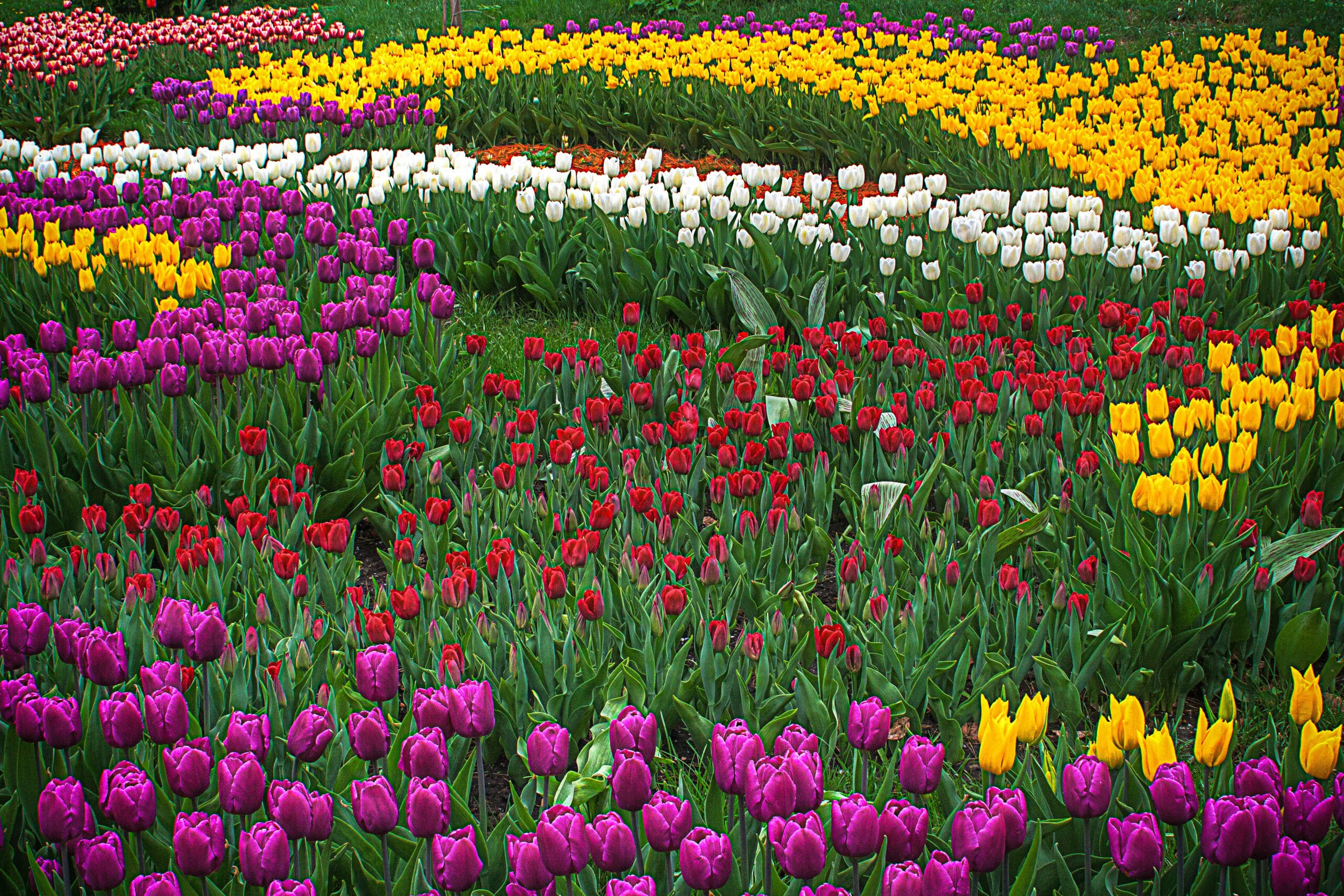 Tulip festival