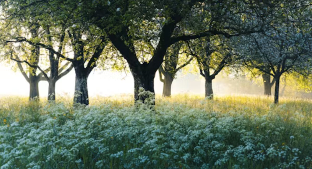 Edmonton Allergy Season