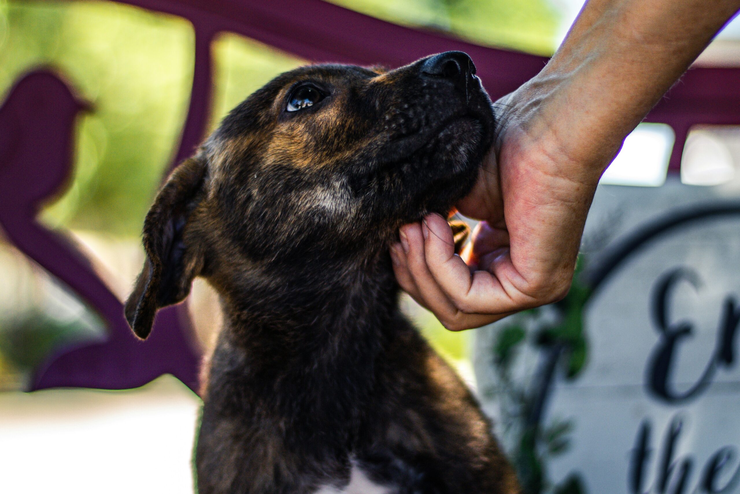 pet saves ottawa couple
