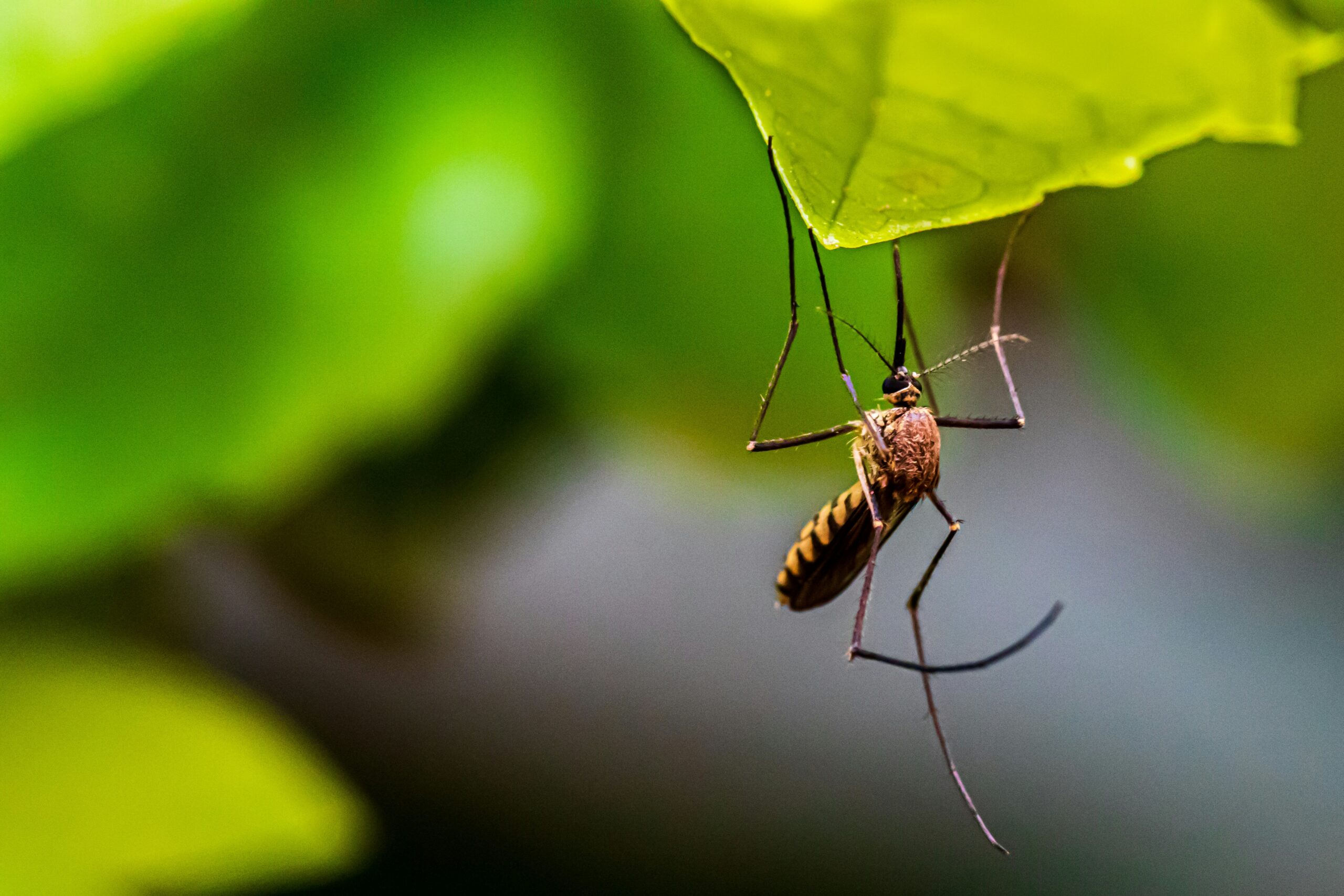 mosquitoes