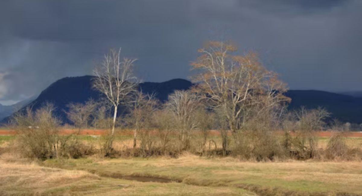 Pitt Meadows Walk