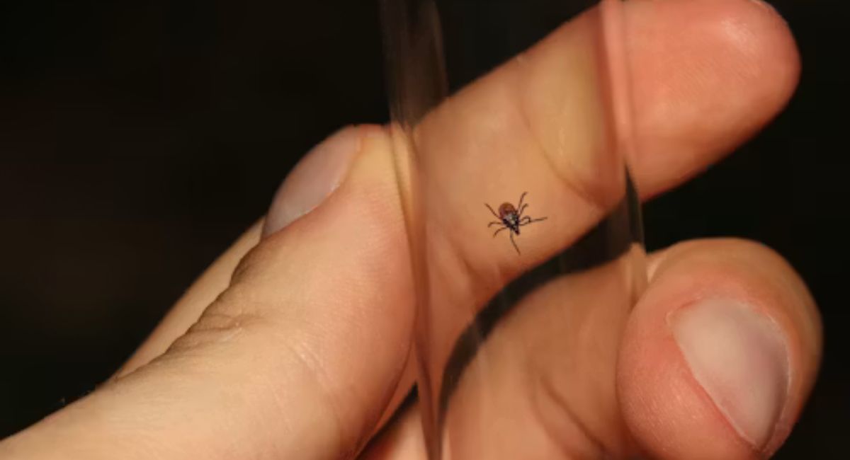 Chronic Lyme
