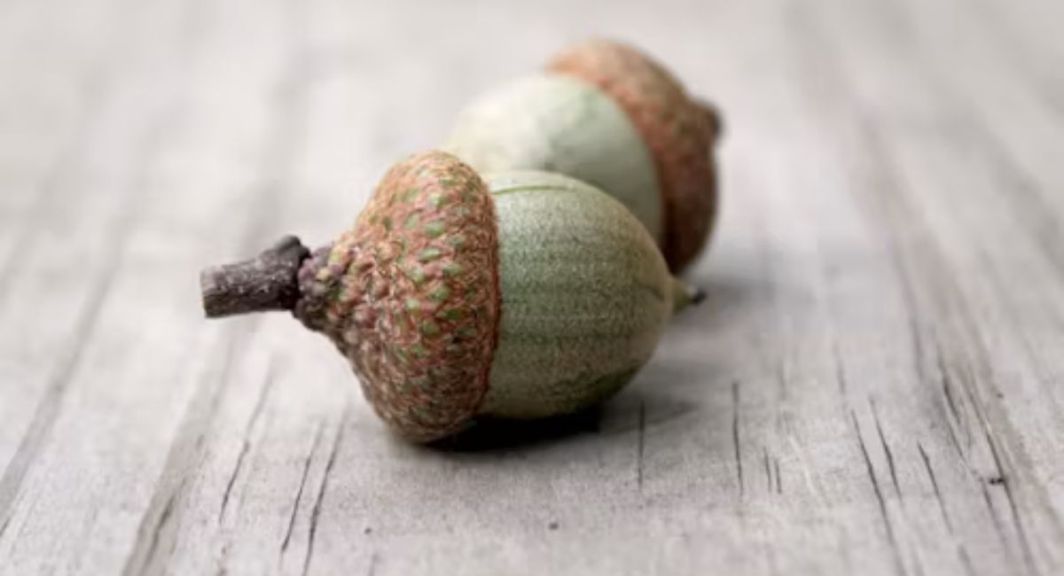 ACORN