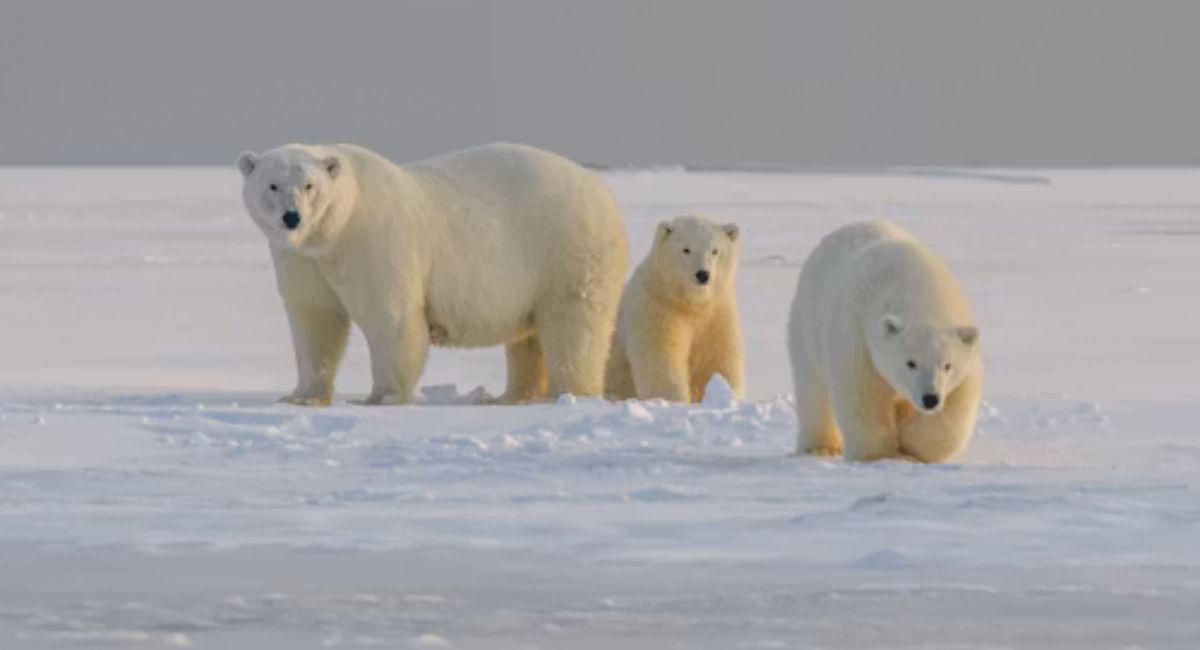 Polar bear