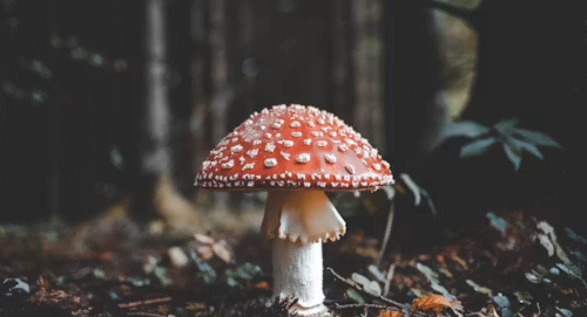 Mushroom